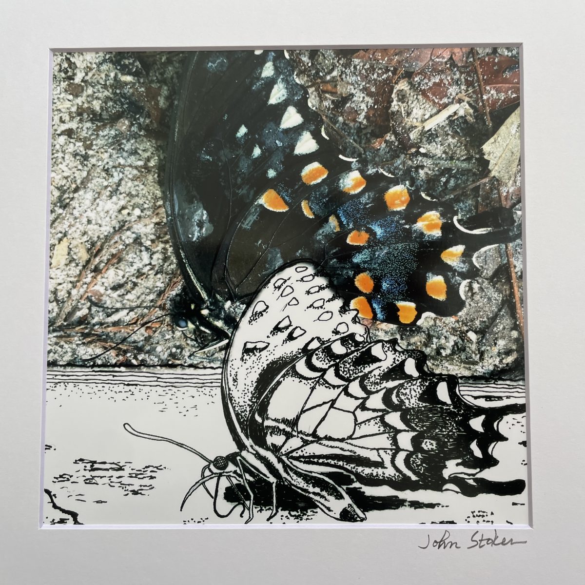 333 Swallowtail as art