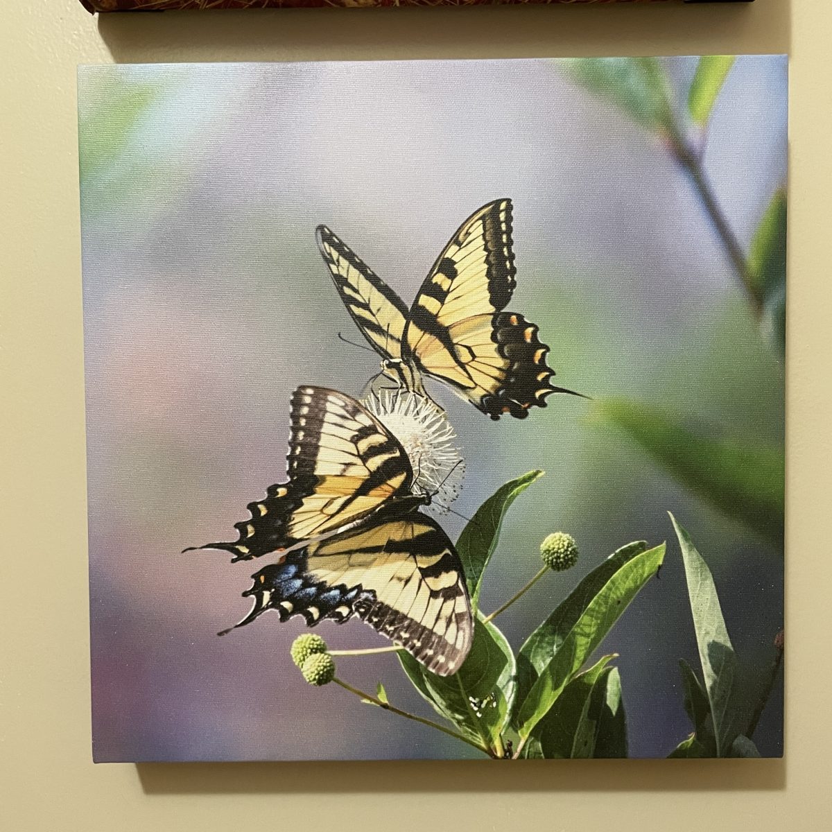 333-62 Swallowtail on Buttonbush
